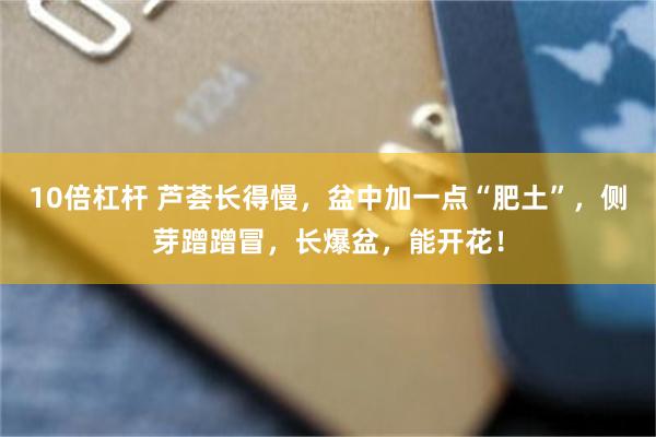 10倍杠杆 芦荟长得慢，盆中加一点“肥土”，侧芽蹭蹭冒，长爆盆，能开花！