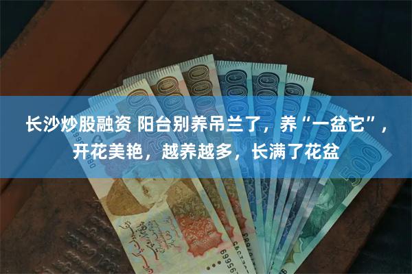 长沙炒股融资 阳台别养吊兰了，养“一盆它”，开花美艳，越养越多，长满了花盆