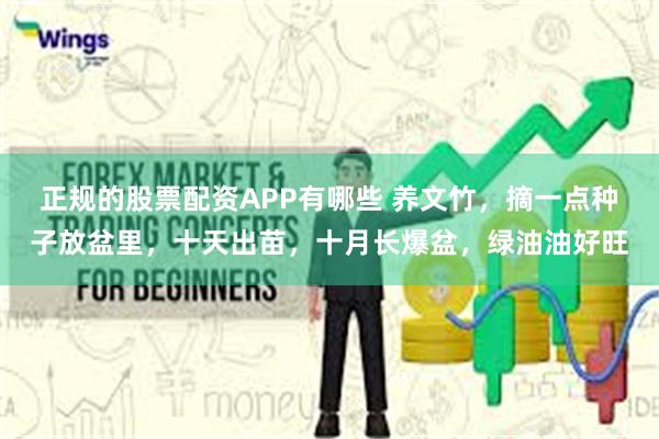 正规的股票配资APP有哪些 养文竹，摘一点种子放盆里，十天出苗，十月长爆盆，绿油油好旺